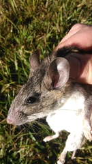 Neotoma floridana