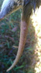Neotoma floridana