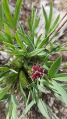 Trifolium attenuatum