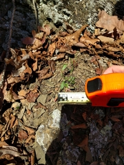 Oenothera argillicola