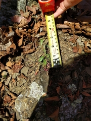 Oenothera argillicola