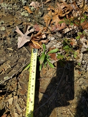 Oenothera argillicola