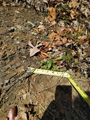 Oenothera argillicola