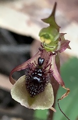 Chiloglottis seminuda