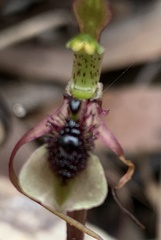 Chiloglottis seminuda