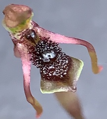 Chiloglottis diphylla