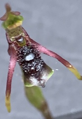 Chiloglottis diphylla