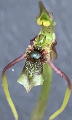 Chiloglottis diphylla