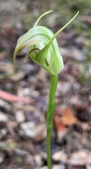 Pterostylis acuminata