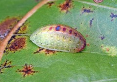 Heterogenea shurtleffi