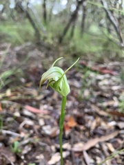 Pterostylis acuminata