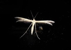 Pterophorus innotatalis