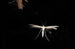 Pterophorus innotatalis