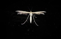 Pterophorus innotatalis