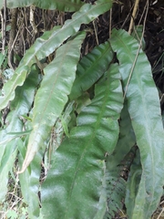 Elaphoglossum cuspidatum