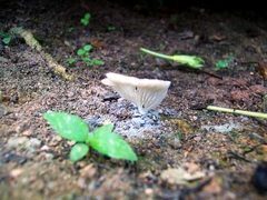 Fungi