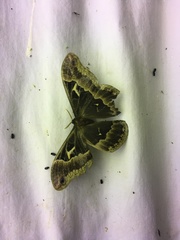 Callosamia angulifera