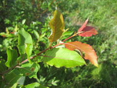 Salix pseudomonticola
