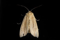 Ichneutica semivittata