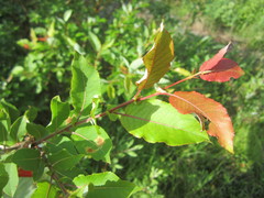Salix pseudomonticola