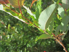 Salix pseudomonticola
