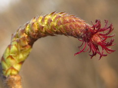 Corylus heterophylla