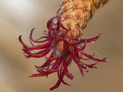 Corylus heterophylla