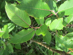 Salix pseudomonticola