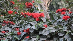 Clerodendrum splendens