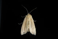 Ichneutica semivittata