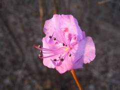 Rhododendron mucronulatum