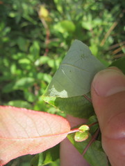 Salix pseudomonticola