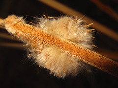 Typha orientalis