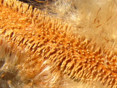 Typha orientalis