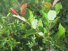 Salix pseudomonticola