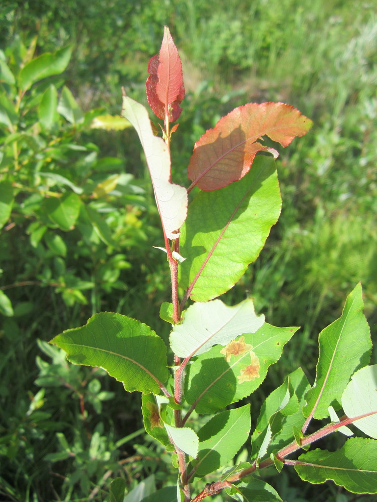 False Mountain Willow