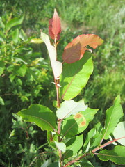 Salix pseudomonticola