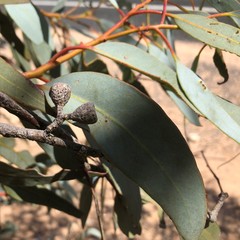 Eucalyptus cyanophylla