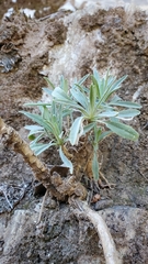 Boechera breweri