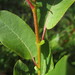 Salix pseudomonticola - Photo (c) bmiller001, algunos derechos reservados (CC BY-NC)