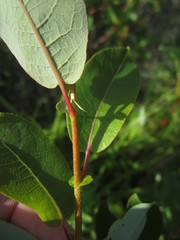Salix pseudomonticola