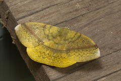 Anthela excellens