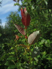 Salix pseudomonticola