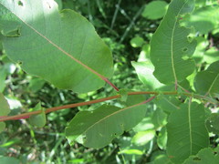 Salix pseudomonticola