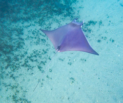 Mobula kuhlii