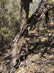 Eucalyptus cyanophylla