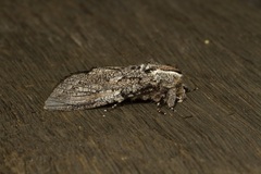 Xyleutini