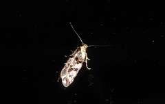 Trachypepla