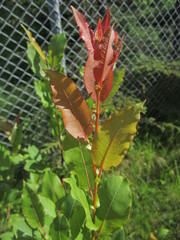 Salix pseudomonticola