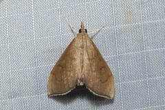 Lamprophaia albifimbrialis